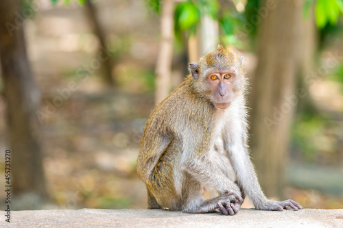 cute thailand macaque with bright eyes sits with folded legs on a blurred tropical background © Kai Beercrafter