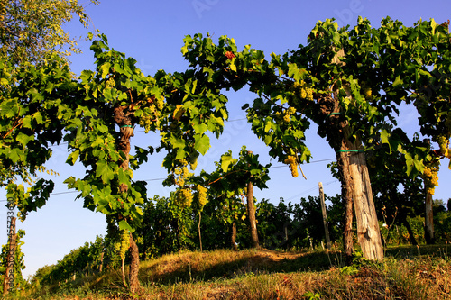 vineyards of ribolla in august in friuli venezia giulia near cormons