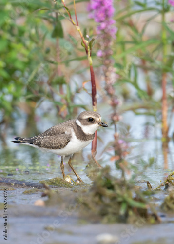 A juvenile semipalmated plover stands under invasive purple loosestrife at McLaughlin Bay Wildlife Reserve in Oshawa, Ontario. photo