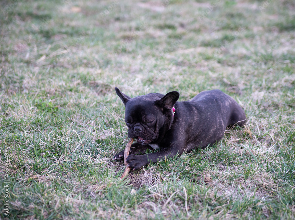 french bulldog sitting on the grass