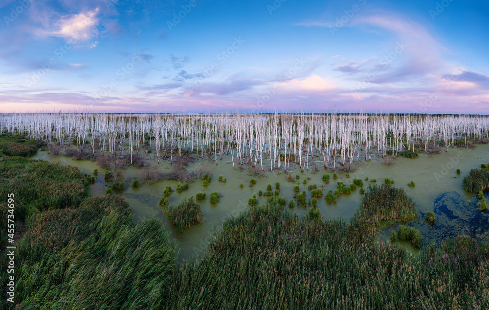 Obraz premium Western Siberia. A big swamp, dead birches.