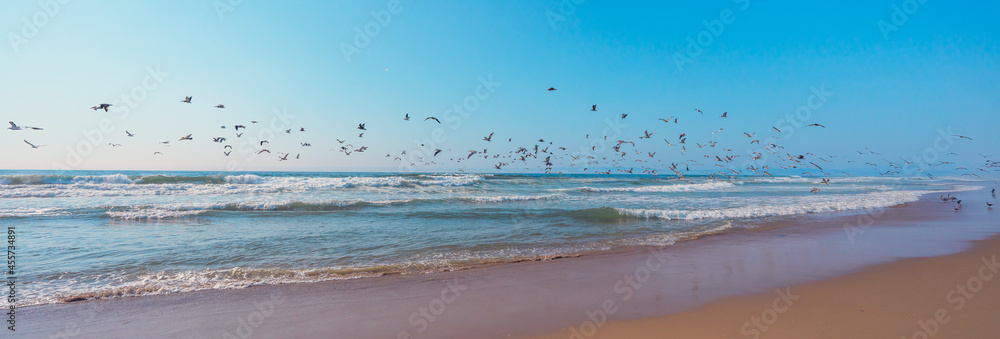 Great colony of seabirds on the beach, pelicans and seagulls, flying over the water