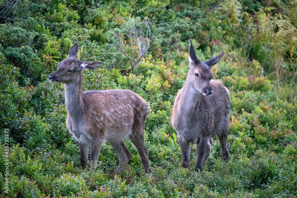 Fototapeta premium two orphaned red deer calfes in autumn on the mountains, they are motherless
