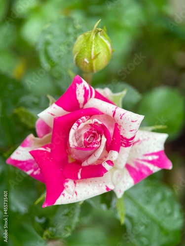 pink and white rose in garden