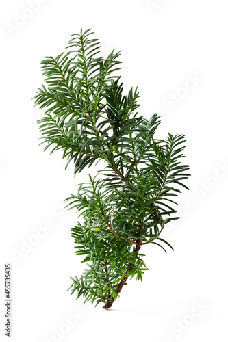 Yew twig  Taxus baccata  on white background