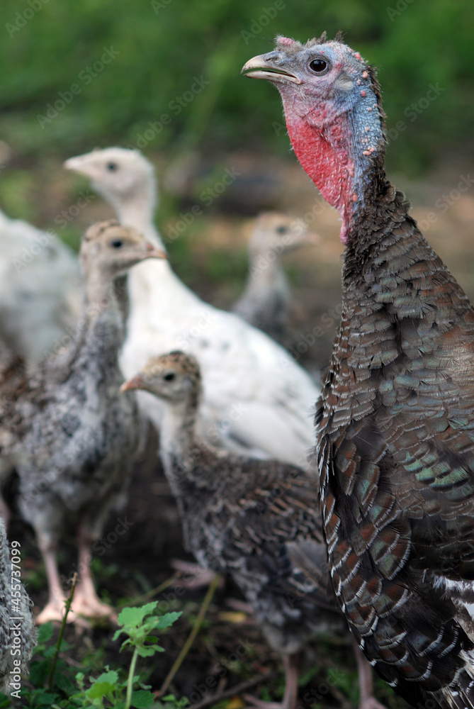 Turkey hen with young turkey-poults Turkey hen with young turkey-poults
