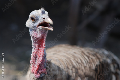 Turkey hen close-up