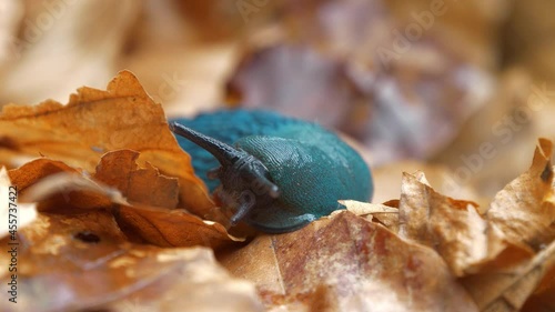 Bielzia coerulans or land slug - shell-less terrestrial gastropod mollusc, endemic to Carpathian Mountains in Western Ukraine photo