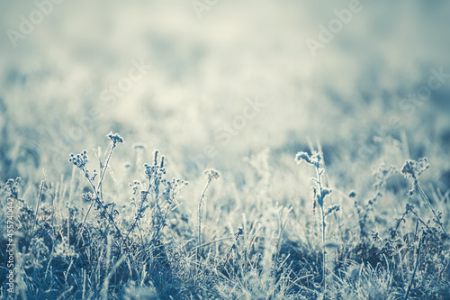Frosted plants in winter forest at sunrise. Beautiful winter nature background. Macro image, shallow depth of field. © smallredgirl