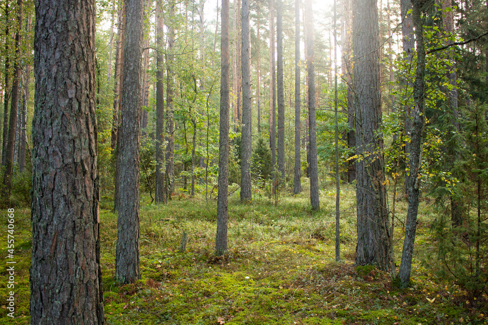 Fototapeta premium Forest trees illuminated by sunlight. Forest Glade.