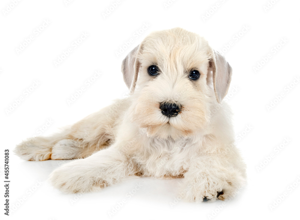 puppy miniature schnauzer in studio puppy miniature schnauzer in studio