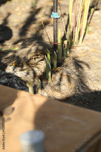 A scientist examines the soil in a field with hemp using a drill.