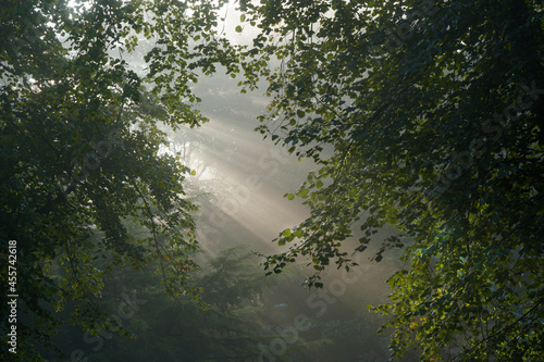 Fototapeta Naklejka Na Ścianę i Meble -  Misty early morning sunrays shining through leafy trees.