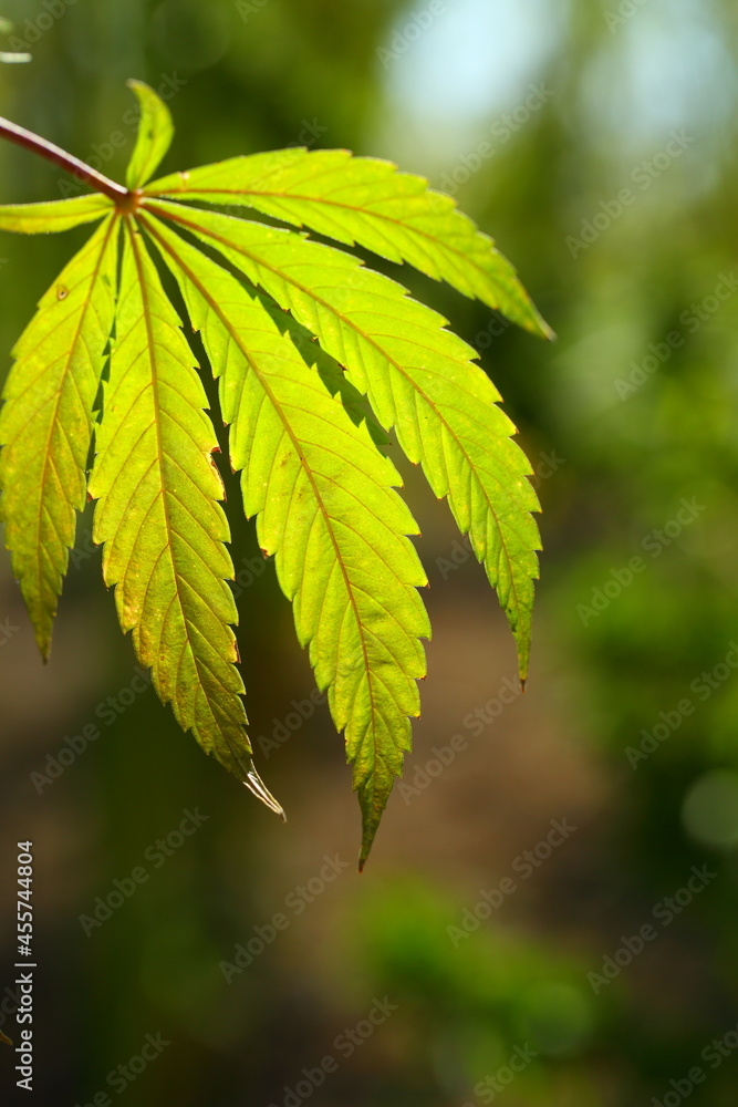 Marijuana Farm. Commercial cultivation of marijuana for pharmaceutical needs. Marijuana plantation. Narcotic plants in agriculture. Sativa hemp plants Marijuana Farm. Commercial cultivation of marijuana for pharmaceutical needs. Marijuana plantation. Narcotic plants in agriculture. Sativa hemp plants