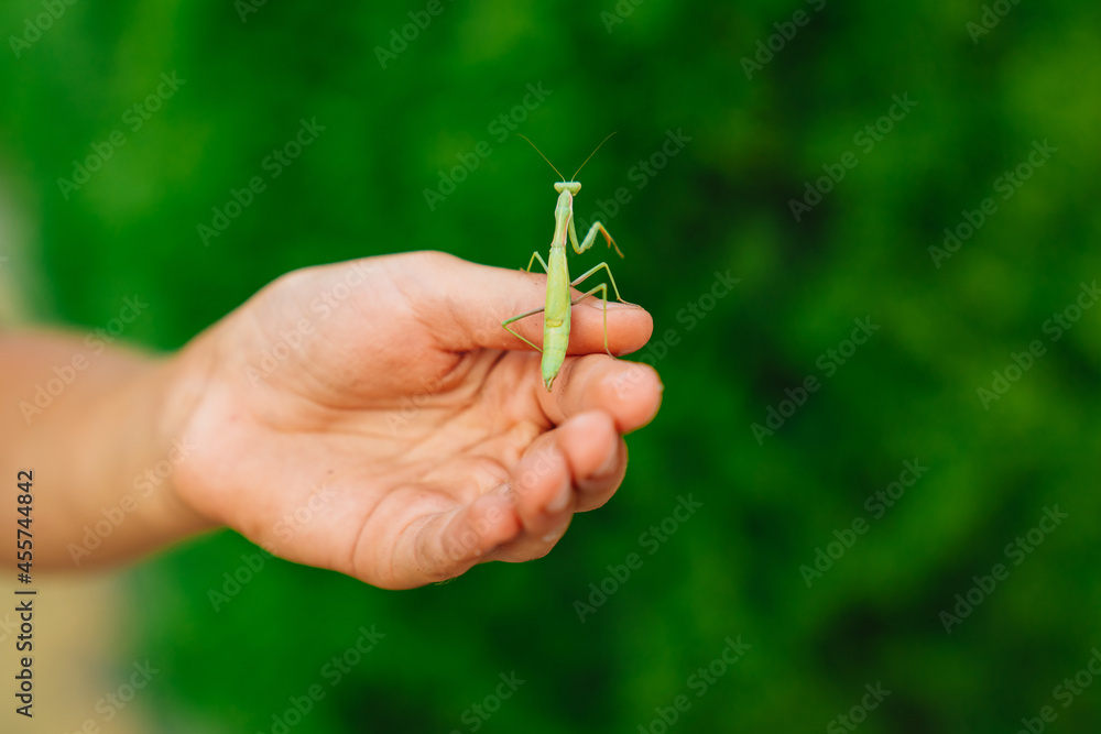 mantis on the hand of a man. insect pest. nature. mantis on the hand of a man. insect pest. nature.