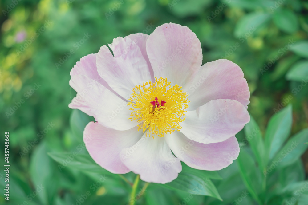 Rosa nutkana; macro photography of a white flower. Natural background. Flowers background. Beautiful neutral colors Rosa nutkana; macro photography of a white flower. Natural background. Flowers background. Beautiful neutral colors