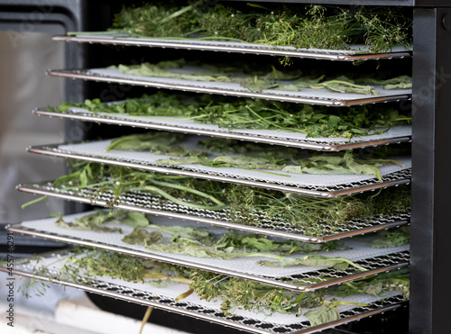 Some trays with herbs - parsley, dill, basil inside of food dehydrator machine. photo