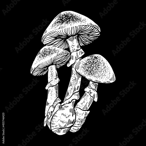 Vector hand drawn  illustration of mushroom. Creative hand sketched artwork . Template for card, poster, banner, print for t-shirt, pin, badge, patch.