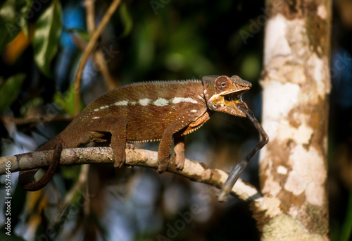 Cameleon panthere, male, furcifer pardalis, Madagascar