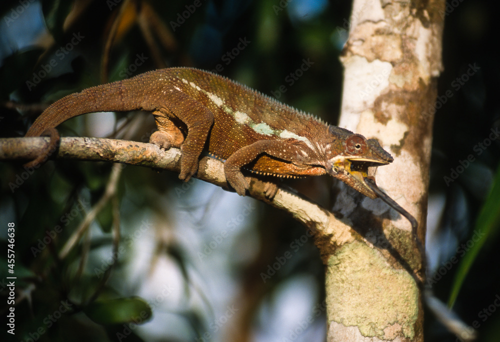 Cameleon panthere, male, furcifer pardalis, Madagascar Cameleon panthere, male, furcifer pardalis, Madagascar