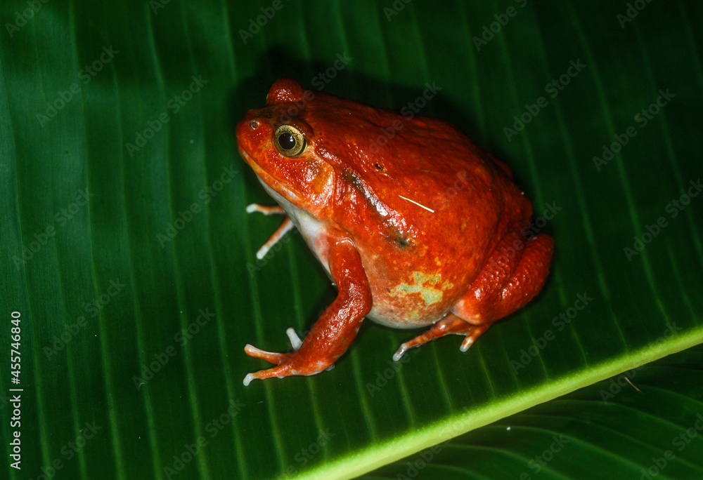 Fototapeta premium Crapaud rouge de Madagascar, Dyscophus antongilii