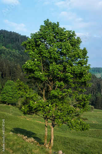 Erable, Acer pseudoplatanus