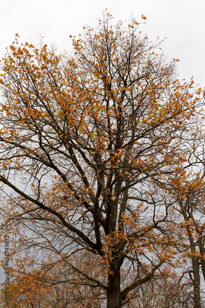 yellow and orange foliage on trees in autumn yellow and orange foliage on trees in autumn