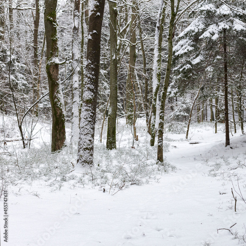 Light through the branches in the winter forest. Snow on the road. Cold winter. Cover. Frozen surface.