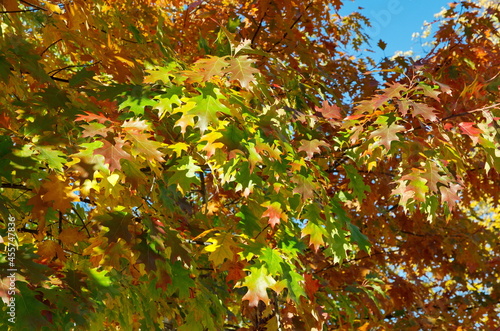 Colorful leaves of red or holly oak (Lat. Quercus rubra) on branches on an autumn sunny day photo