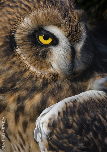 Eurasian eagle-owl (Bubo bubo)