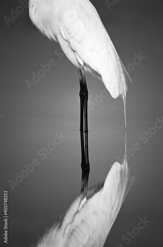 Great Egret (Casmerodius albus) reflection