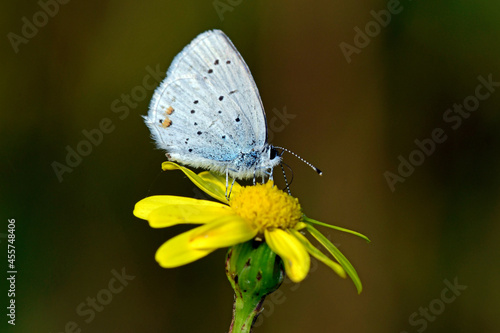 Short-tailed blue // Kurzschwänziger Bläuling (Cupido argiades) © bennytrapp