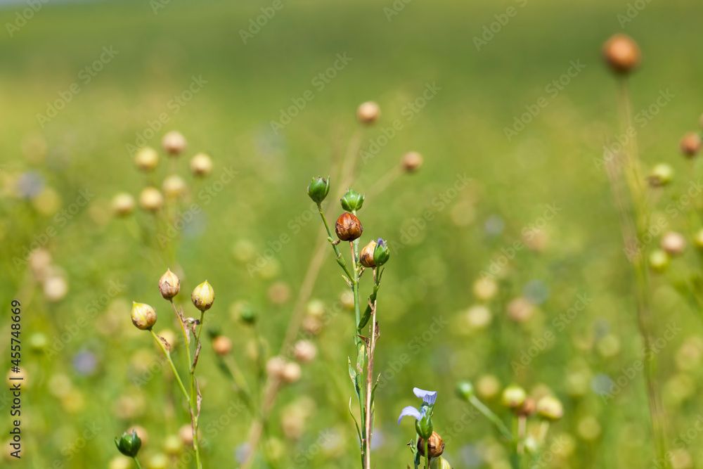 green flax ready for harvesting