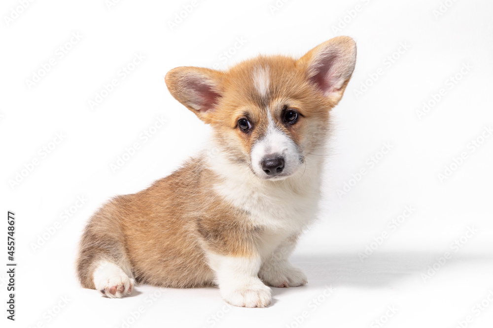 Pembroke Welsh Corgi puppy sitting in front. isolated on white background