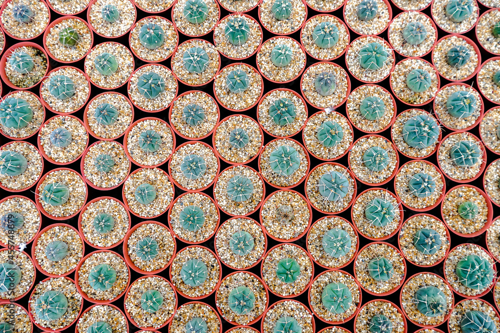 Top view Background and pattern of desert tree cactus and succulent plants in pots. Close up Beautiful Cactus green spike and flower, The Cactus was planted in pot with soil and sand Top view Background and pattern of desert tree cactus and succulent plants in pots. Close up Beautiful Cactus green spike and flower, The Cactus was planted in pot with soil and sand