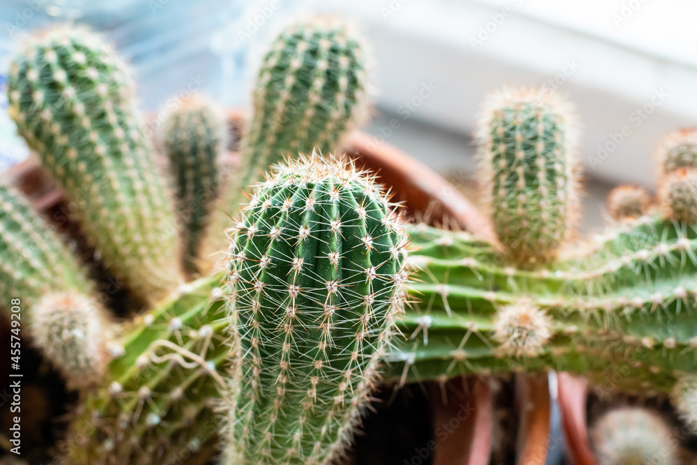 cactus round decorative growing in a pot home plant close-up cactus round decorative growing in a pot home plant close-up