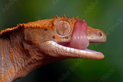 Neukaledonischer Kronengecko // Crested gecko (Correlophus ciliatus) photo