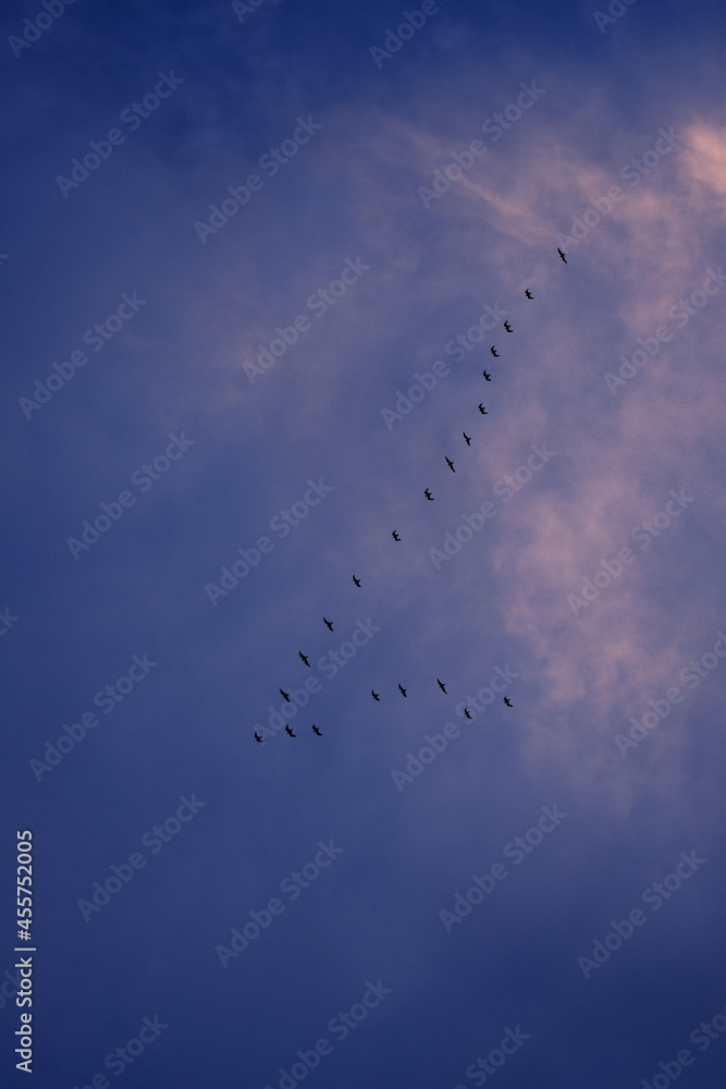 birds in the sky birds in the sky