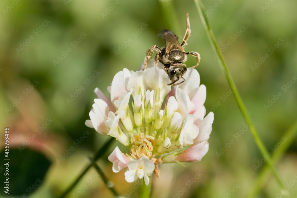 Bee with leg sticking up on flower Bee with leg sticking up on flower