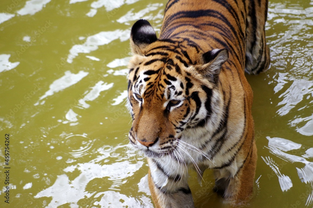 tigre dans l'eau