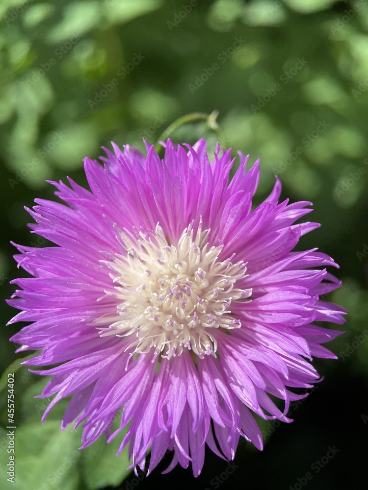 flower centaurea dealbata flower centaurea dealbata