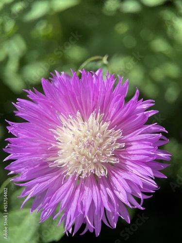 flower centaurea dealbata
