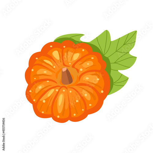Vector pumpkin isolated on white background.