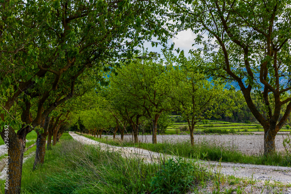 Obraz premium Dirt road between green mulberry trees.