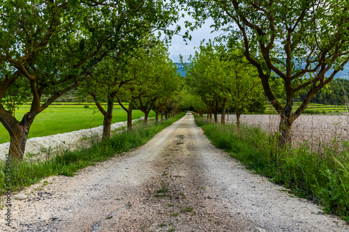 Dirt road between green mulberry trees.