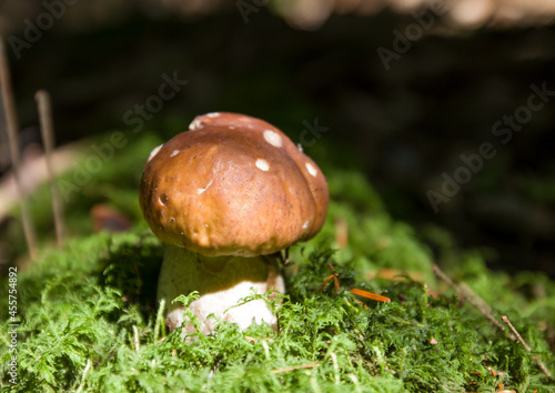 mushrooms in the forest on the grass