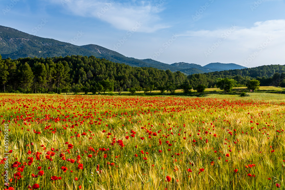 Poppy field with pine forest in the background.