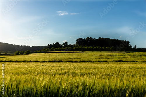 Green wheat field at sunset.