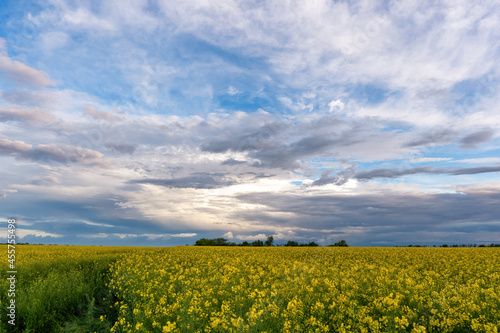blooming yellow rape  oil canola or colza field at sunset or sunrise