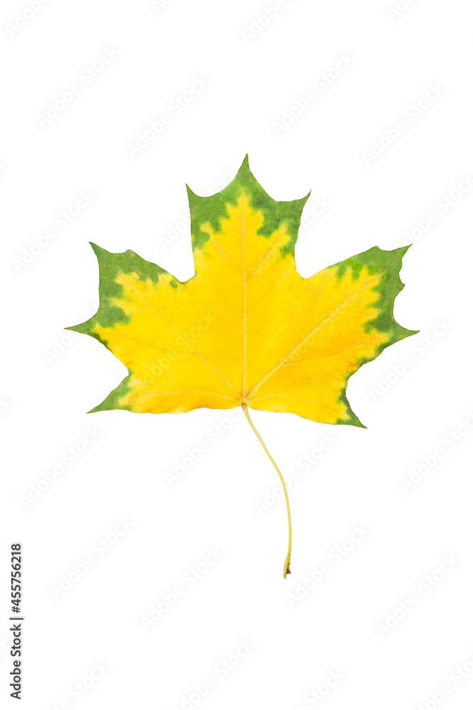 autumn maple leaf isolated on a white background autumn maple leaf isolated on a white background